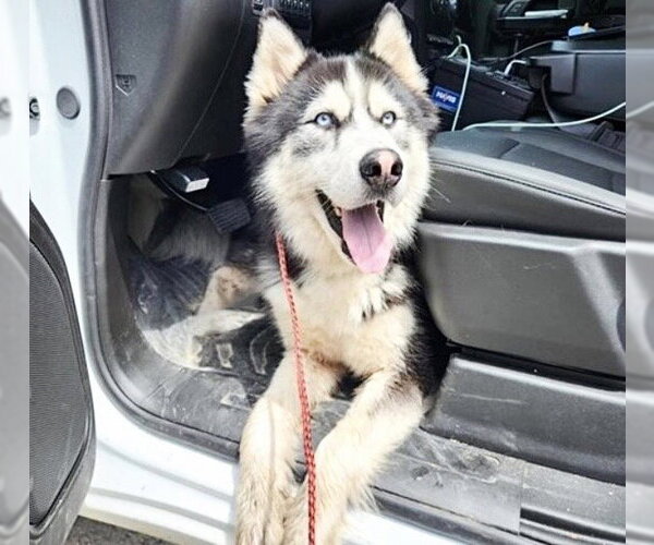 Medium Photo #1 Alaskan Malamute-Unknown Mix Puppy For Sale in Houston, TX, USA