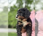 Puppy Ryder Bernedoodle (Miniature)