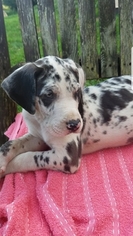 Great Dane Puppy for sale in TERRA ALTA, WV, USA