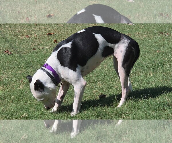 Medium Photo #1 Mutt Puppy For Sale in Rustburg, VA, USA