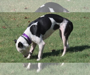 Mutt Dogs for adoption in Rustburg, VA, USA