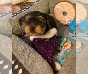Yorkshire Terrier Puppy for sale in OAK LAWN, IL, USA