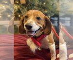Small Photo #2 Beagle Puppy For Sale in Chester, NJ, USA