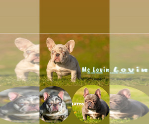 French Bulldog Puppy for Sale in PROVIDENCE, Rhode Island USA