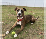 Small #36 American Pit Bull Terrier Mix