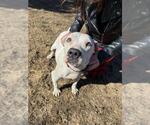 Small #4 American Pit Bull Terrier Mix