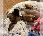 Small #12 Chihuahua Mix