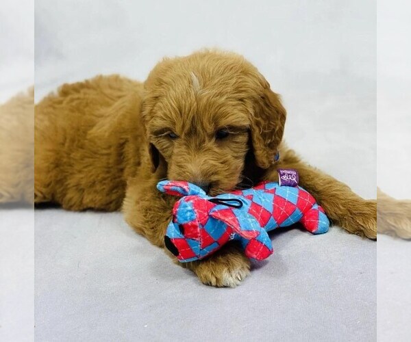 Medium Photo #2 Goldendoodle-Poodle (Miniature) Mix Puppy For Sale in ITASCA, TX, USA