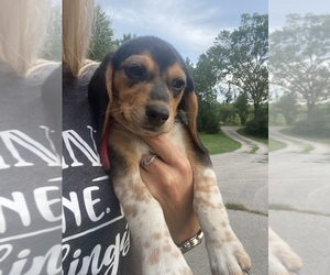 Beagle Puppy for sale in LINDEN, MI, USA