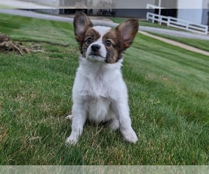 Papillon Puppy for sale in MILLERSBURG, OH, USA