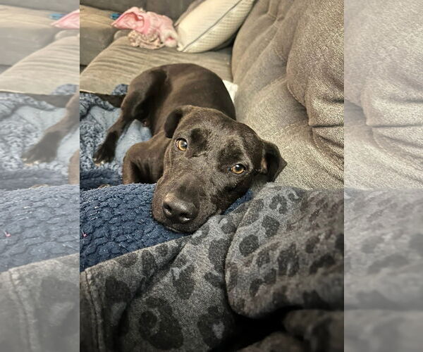 Medium Photo #4 Labrador Retriever-Unknown Mix Puppy For Sale in New London, WI, USA