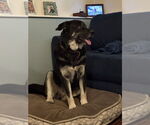 Small #12 Alaskan Malamute-Huskies  Mix