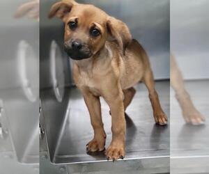 Boxer-Unknown Mix Dogs for adoption in San Andreas, CA, USA