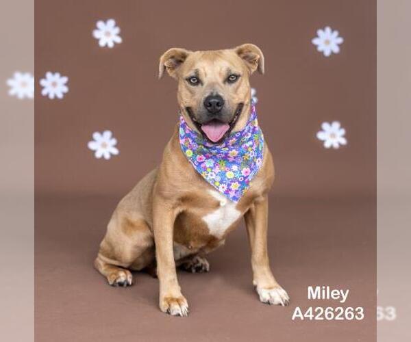 Medium Photo #2 Mutt Puppy For Sale in Conroe, TX, USA