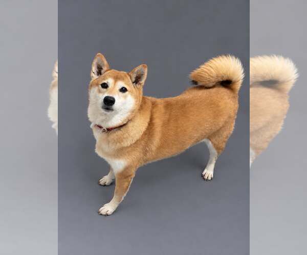 Medium Photo #1 Shiba Inu Puppy For Sale in Mukwonago, WI, USA