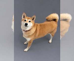 Chestnut - Female Shiba Inu Dog for Adoption