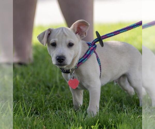 Medium Photo #15 Chug Puppy For Sale in San Diego, CA, USA