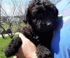 Aussiedoodle Miniature Puppy for sale in LEETONIA, OH, USA