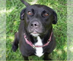 Miriam - Female Labrador Retriever-Unknown Mix Dog for Adoption - Small photo