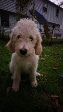 Medium Photo #1 Goldendoodle Puppy For Sale in ABINGTON, PA, USA