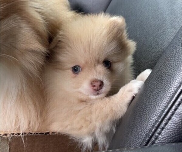 Medium Photo #2 Pomeranian Puppy For Sale in HYNDMAN, PA, USA