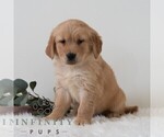 Small #4 Golden Retriever