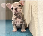 Small #1 French Bulldog