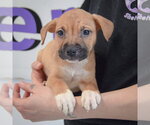 Small #3 American Staffordshire Terrier-Boxer Mix