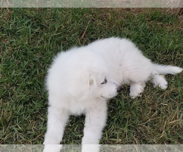 Medium Photo #3 Great Pyrenees Puppy For Sale in PALM BAY, FL, USA