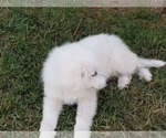 Small Photo #3 Great Pyrenees Puppy For Sale in PALM BAY, FL, USA