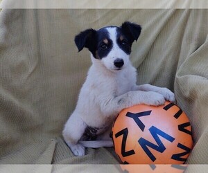 Border Collie-English Shepherd Mix Puppy for sale in FREDERICKSBRG, PA, USA