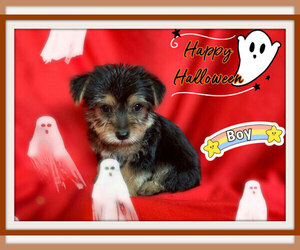 Maltese-Morkie Mix Puppy for sale in SAN FRANCISCO, CA, USA