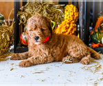 Puppy Cinnamon Goldendoodle (Miniature)