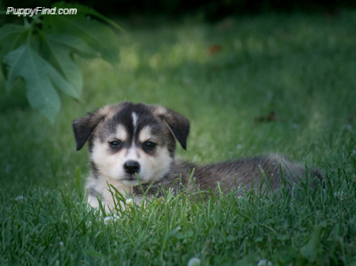 Medium Photo #1 Border Collie-Siberian Husky Mix Puppy For Sale in TASWELL, IN, USA