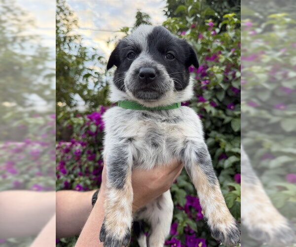 Medium Photo #1 Mutt Puppy For Sale in Riverside, CA, USA