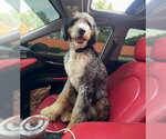 Small Poodle (Standard) Mix
