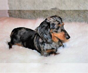 Dachshund Puppy for sale in POUGHKEEPSIE, NY, USA