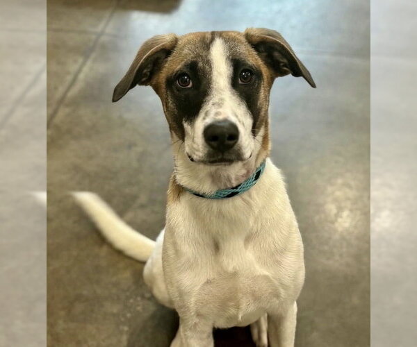 Medium Photo #1 Rat Terrier-Unknown Mix Puppy For Sale in Boston, MA, USA