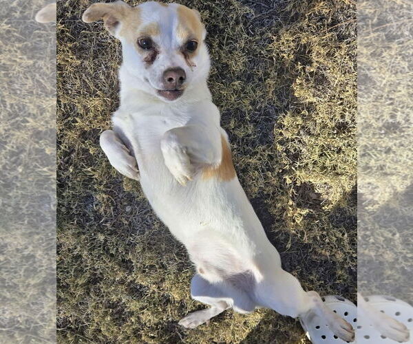 Medium Photo #2 Chihuahua-Unknown Mix Puppy For Sale in Grafton, WI, USA