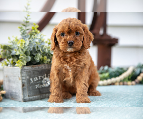 Medium Photo #2 Cavapoo Puppy For Sale in MIDDLEBURY, IN, USA