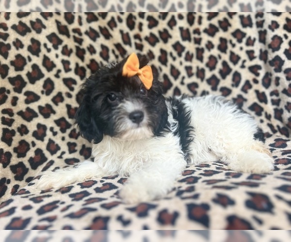Medium Photo #5 Cavapoo Puppy For Sale in LAKELAND, FL, USA