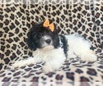 Small #4 Cavapoo