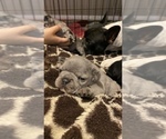 Small Photo #57 French Bulldog Puppy For Sale in CERES, CA, USA