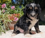 Small #6 Miniature Bernedoodle