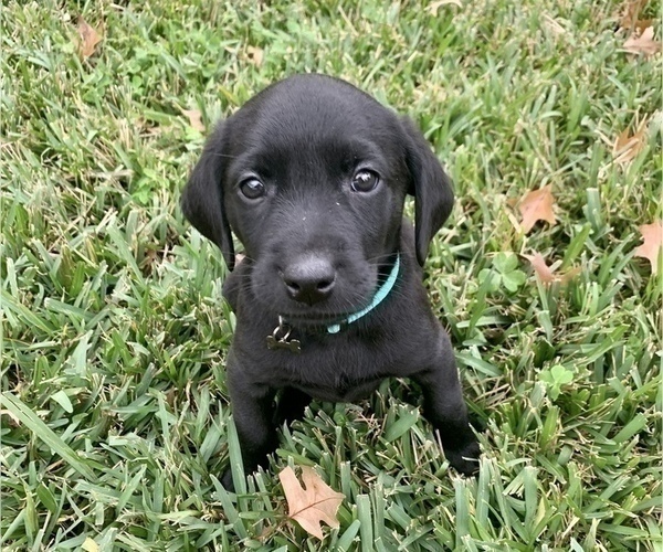Medium Photo #3 Labrador Retriever Puppy For Sale in TYLER, TX, USA