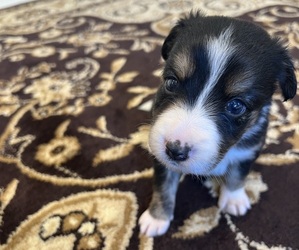 Border Collie Puppy for sale in LECOMA, MO, USA