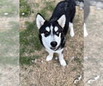 Small #3 Siberian Husky