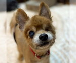 Small Pomeranian