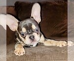 Small French Bulldog