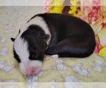 Small #19 Border Collie